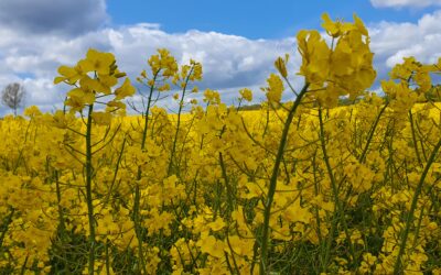 KRĄG MOCY – PRZYNALEŻNOŚĆ / MÓWIĘ 09.02.2025