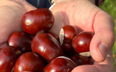 KRĄG MOCY „PRZYJMUJĘ” – 13.12.2026